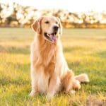 Golden retriever with dog cancer