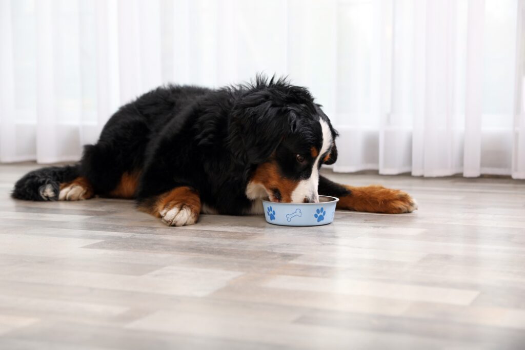 Bernese mountain dog eating good food to prevent dog cancer