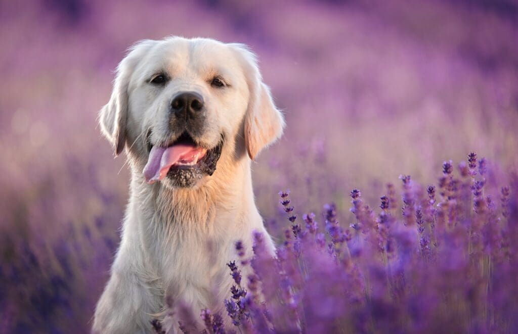 Happy golden retriever wagging tail