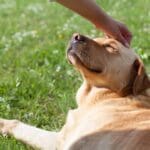 Happy dog wagging tail