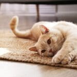 Cat having cat heart isssues