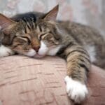 Sleeping cat that's sick