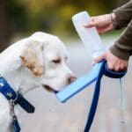 Dog drinking from portable water dish