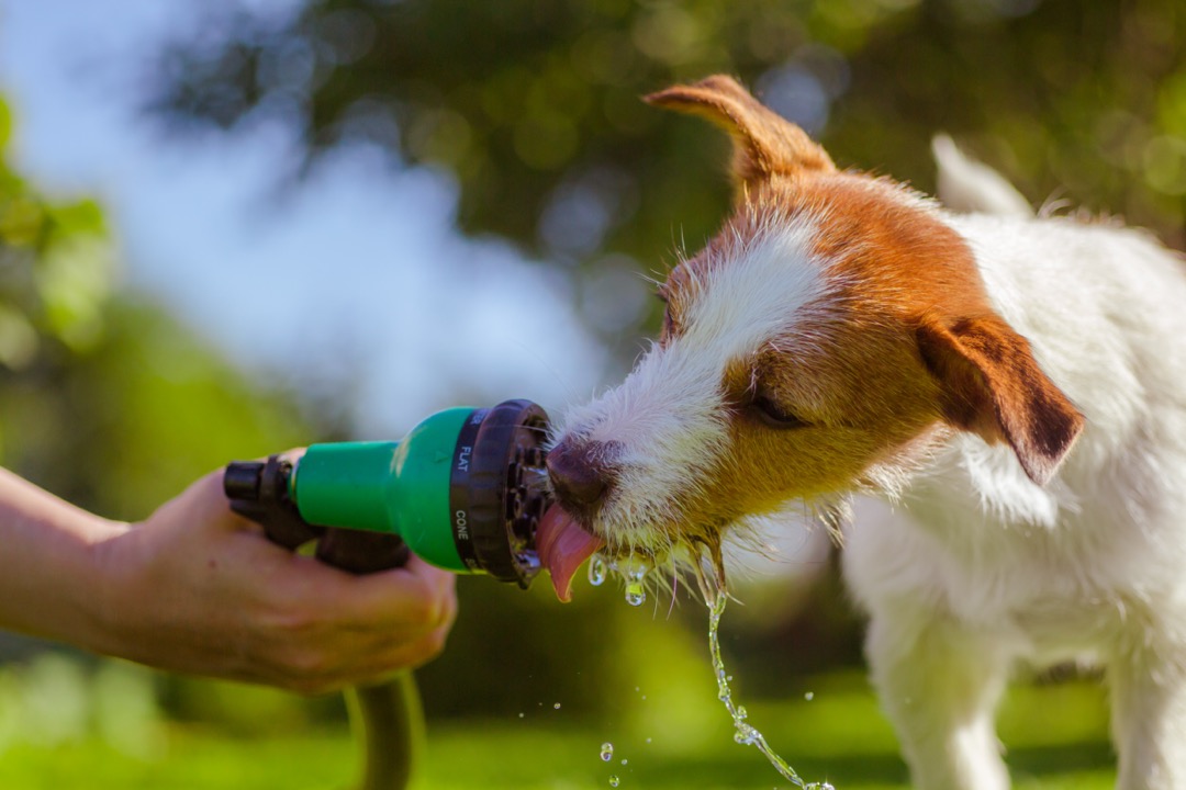 Small dog drinking from garden hose