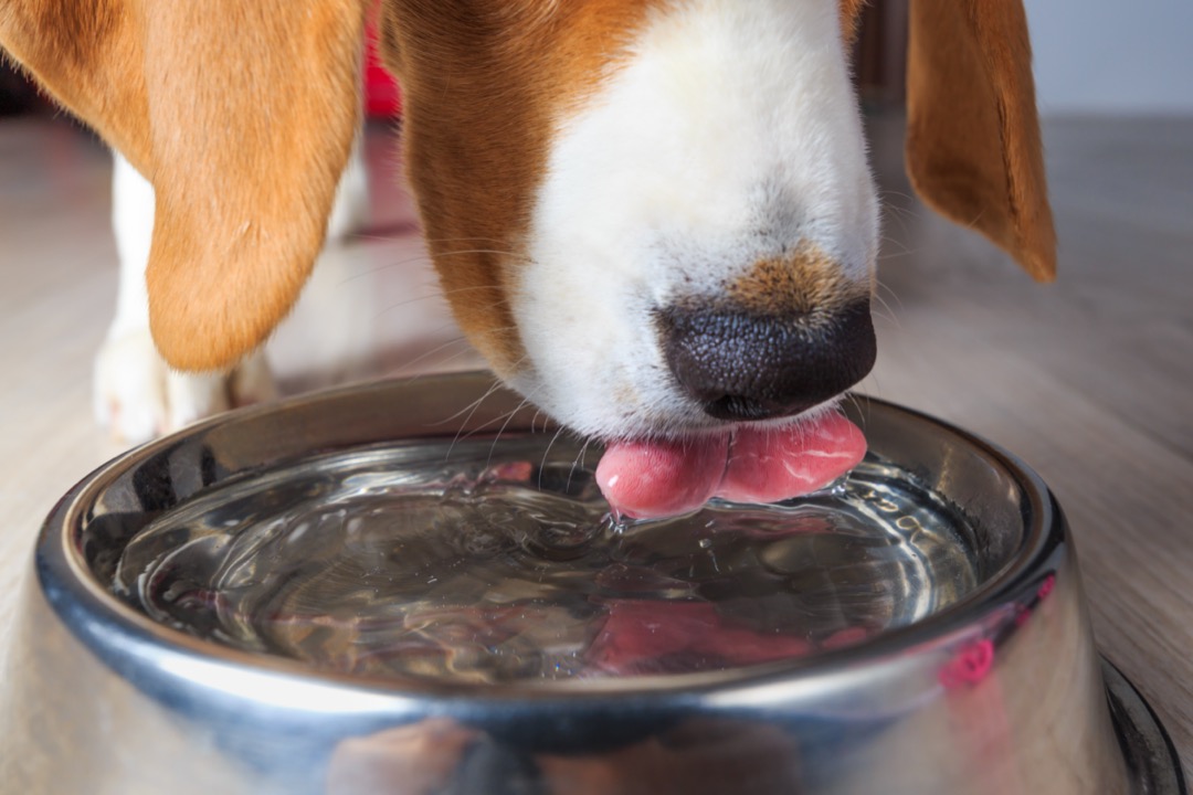 Beagle drinking from water dish