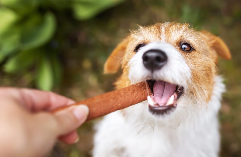 Dog eating dog dental chew for good oral care