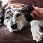 Sick dog on bed