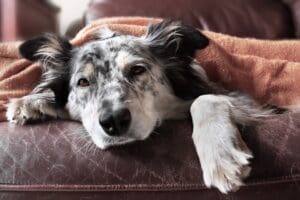 Sick dog on bed