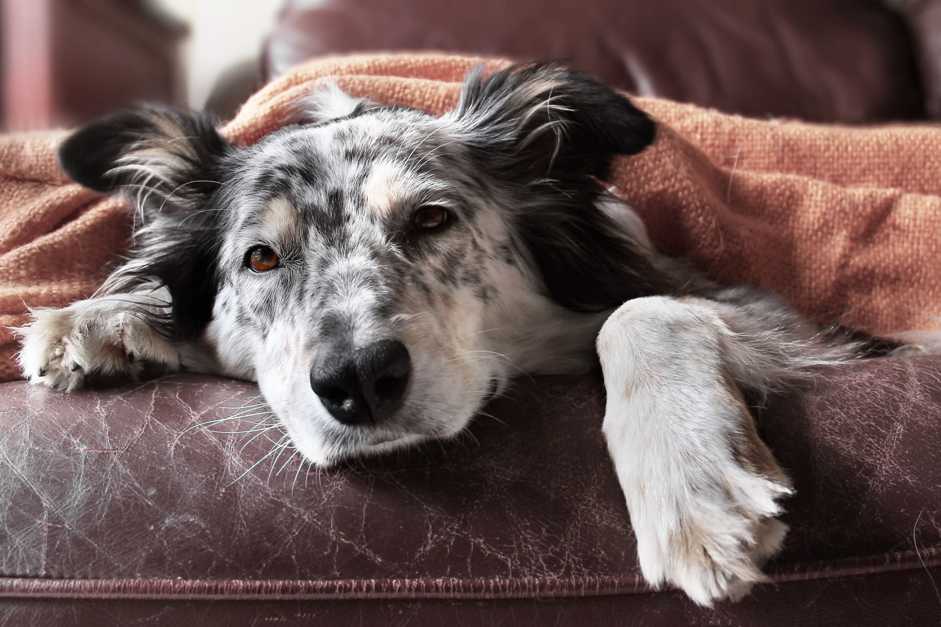 How to Tell if Your Dog Is Sick 5 Major Signs Something Is Wrong