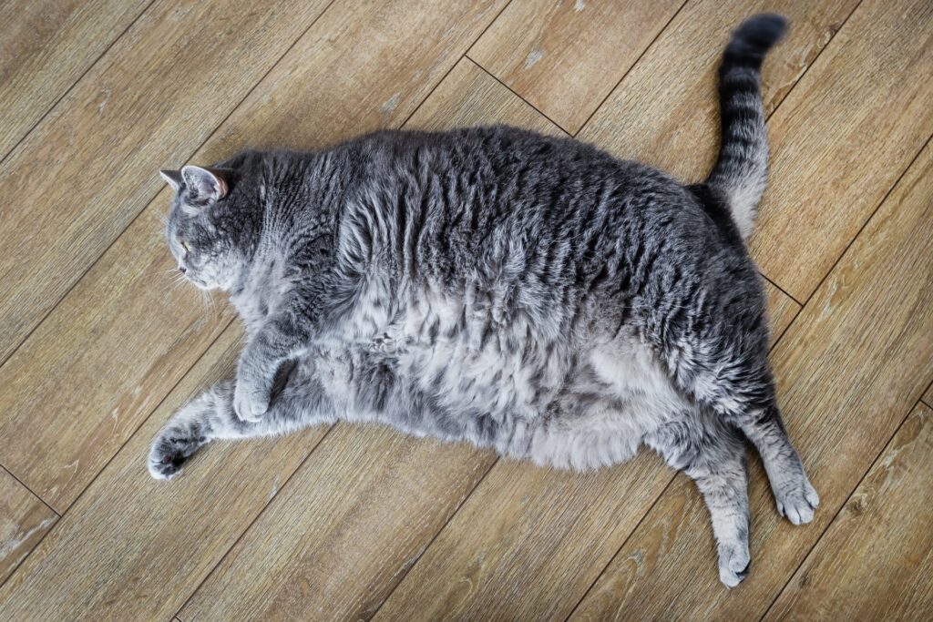 Obese cat lying on back
