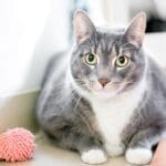 Obese cat