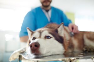 Husky getting preventative care at Kelowna vet