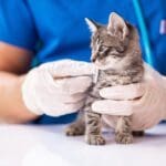 Kitten getting cat care at Kelowna vet