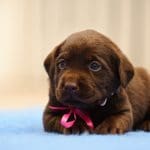 best vet in kelowna
