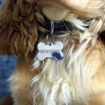 Microchip dog cost