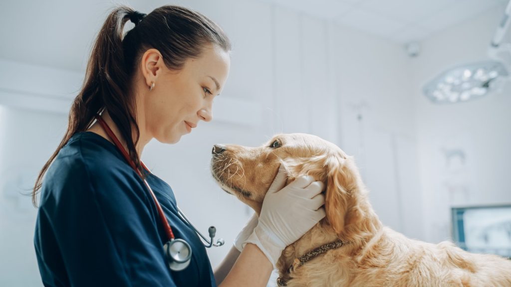 Read more on The Importance of Regular Vet Appointments in Kelowna