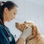 Emergency vet Kelowna