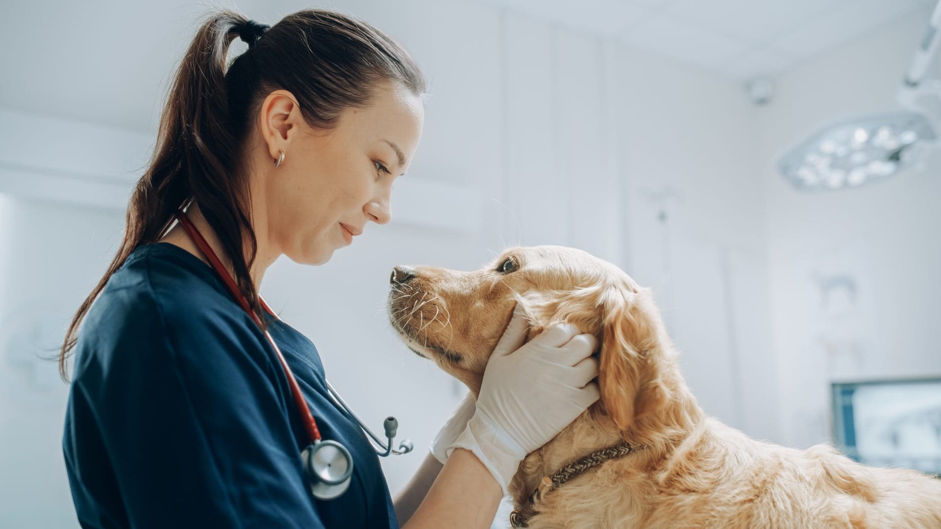 Emergency vet Kelowna