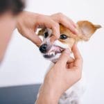 Dog teeth cleaning Kelowna