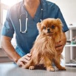 Kelowna emergency vet
