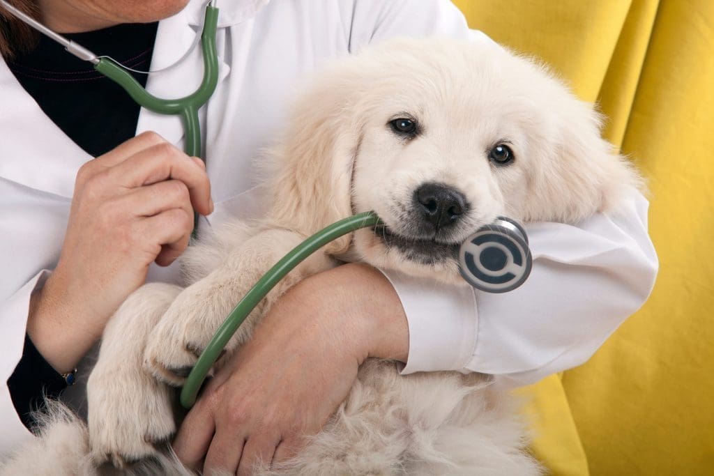 Vets in Kelowna for dogs 