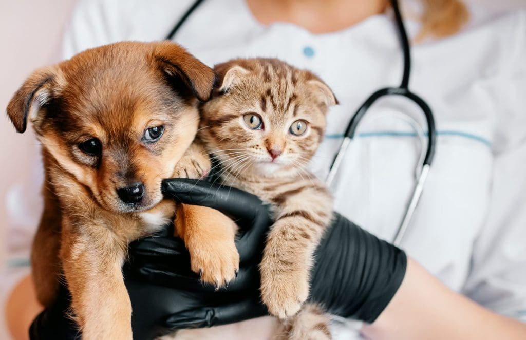 Kelowna vet clinic for dogs and cats 