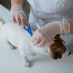 parasitic worms control