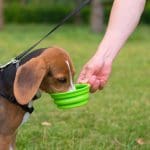 Dog Drinking Water
