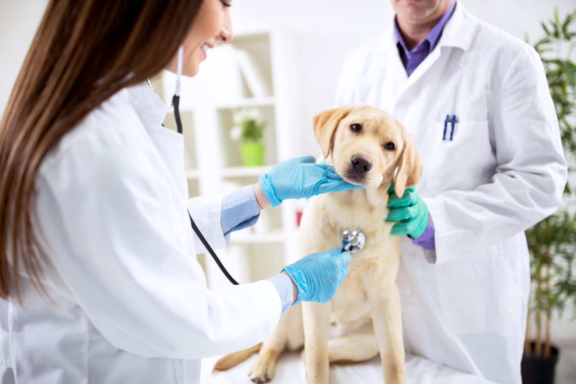 Dog at Vet