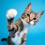 Cat pawing at camera