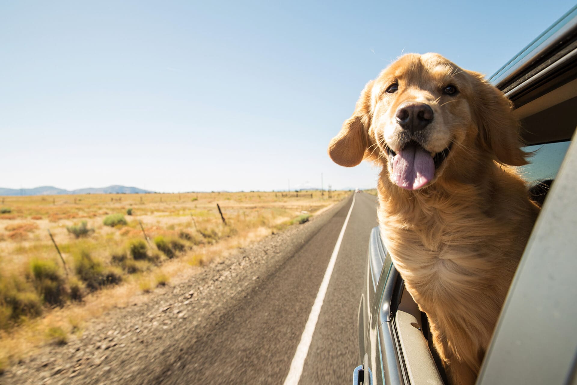 Dog sticking head out window on dog friendly trip