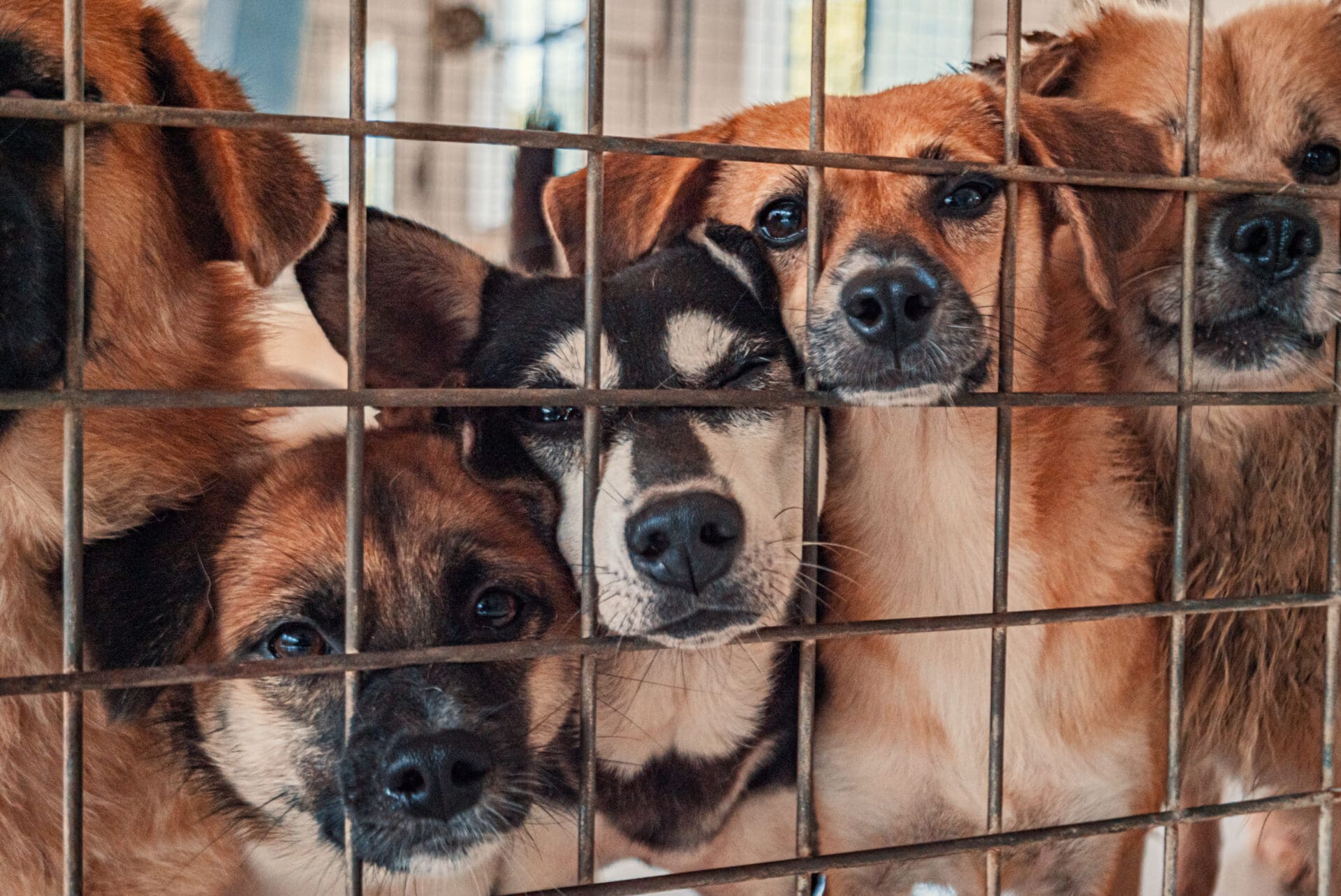 Volunteer at dog shelter kelowna