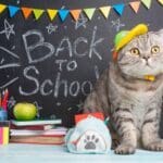 back to school pet anxiety