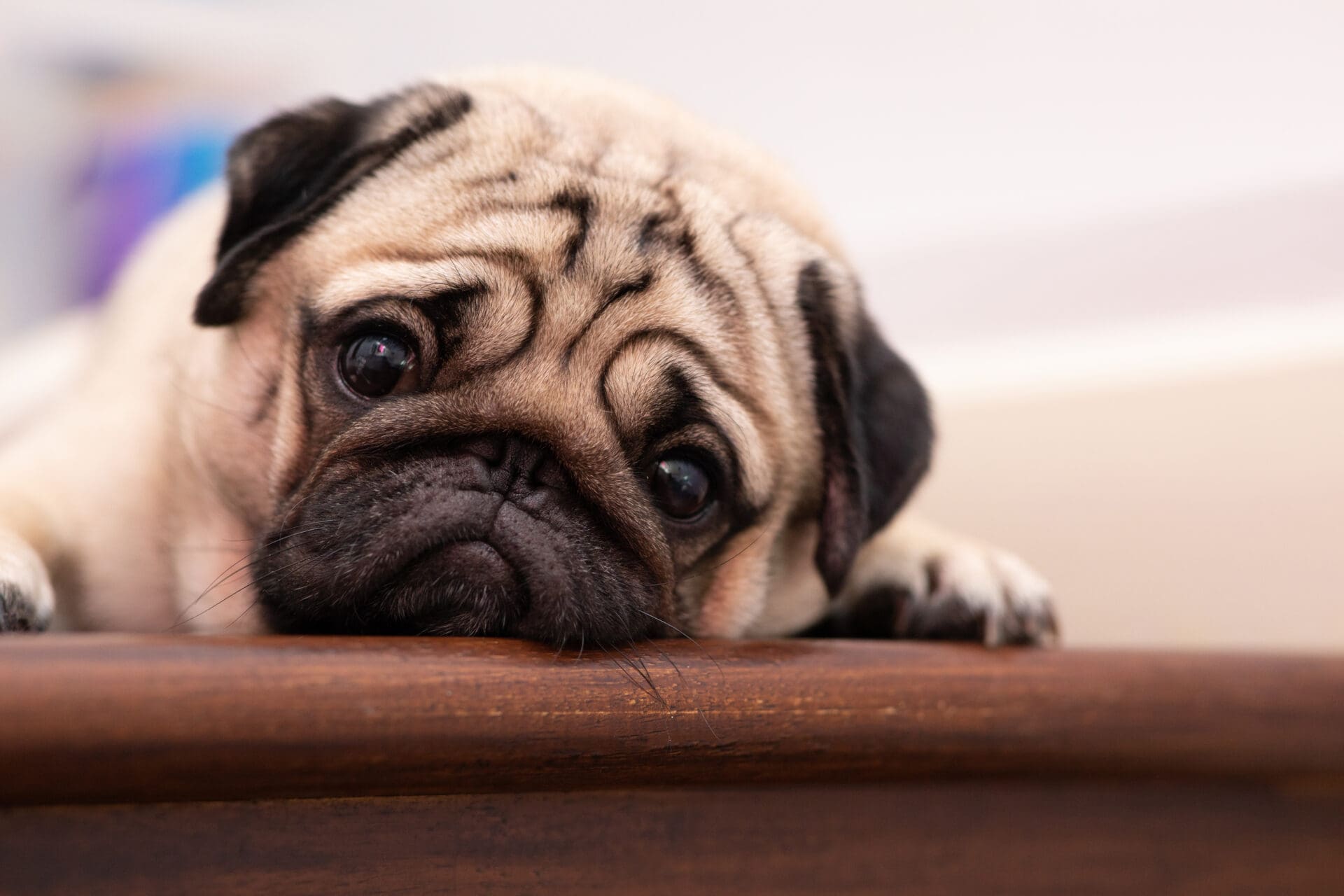 signs of stress in dogs