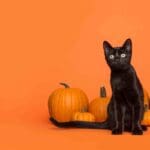 Cat in front of pumpkins