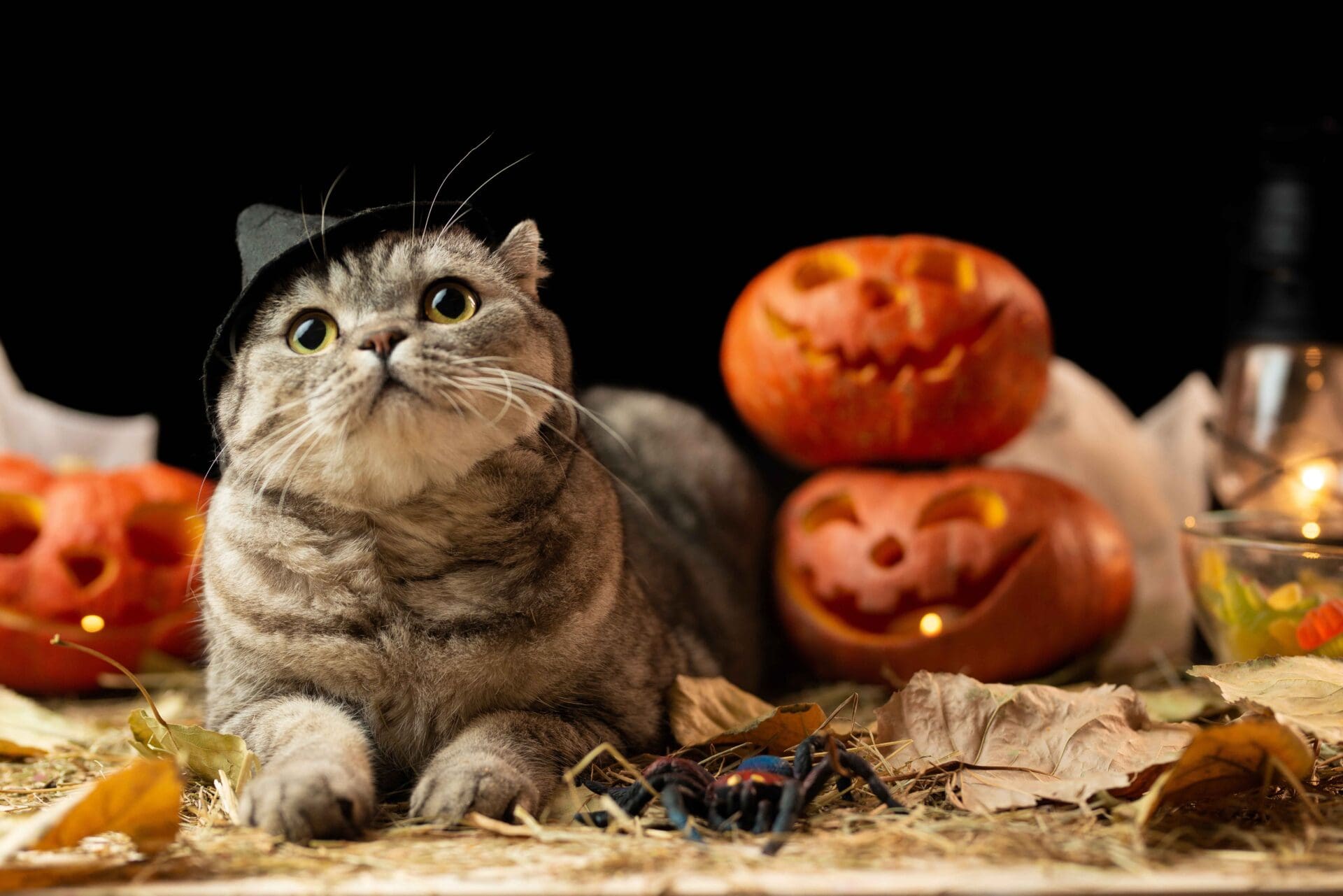 cat halloween photoshoot