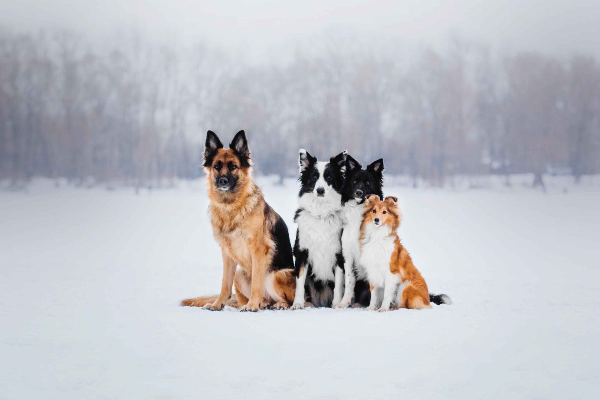 Four dogs sitting in the snow