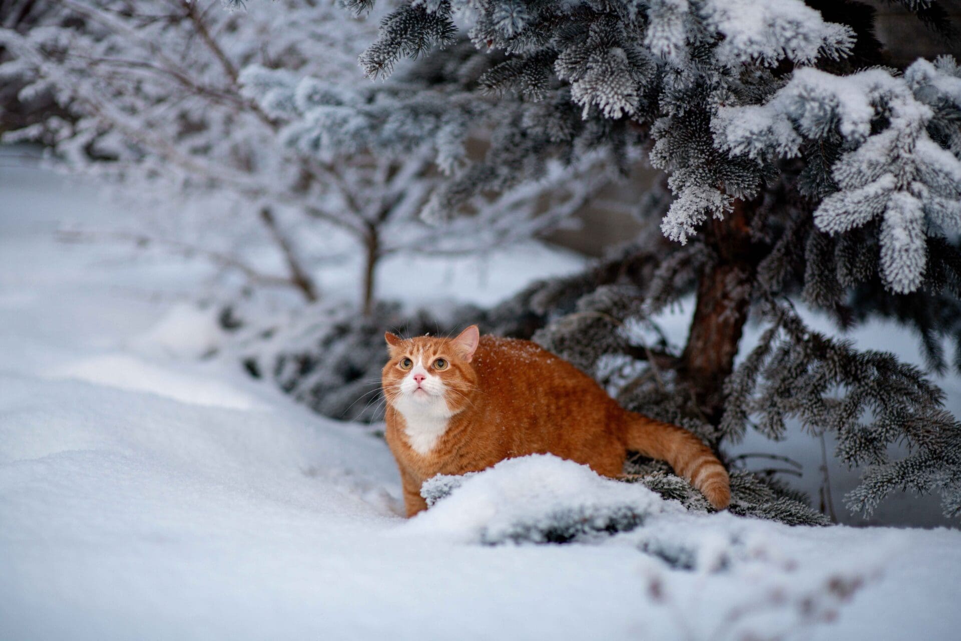 cat hiding amongst trees in the snow