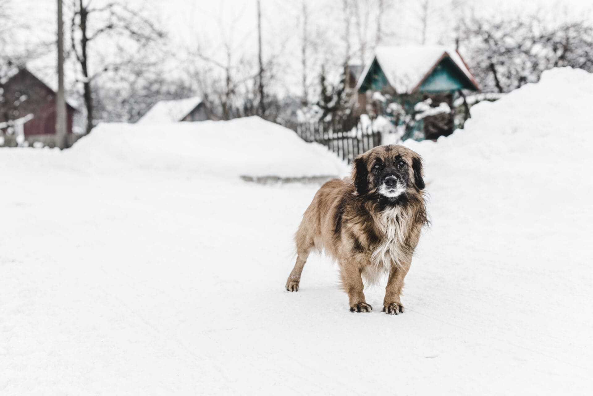 dog playing in snow outdoors
