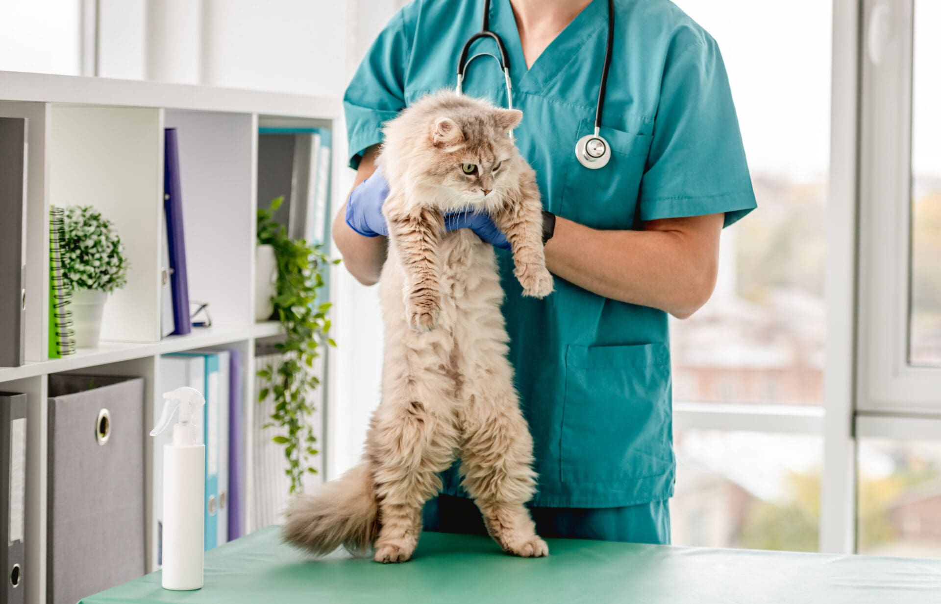 cat receiving animal wellness exam