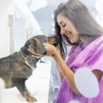 Dog getting pet wellness exam