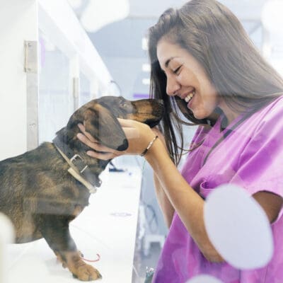 Dog getting pet wellness exam