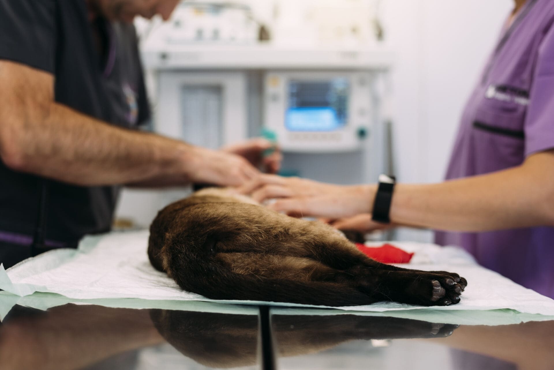 cat undergoing wellness exam