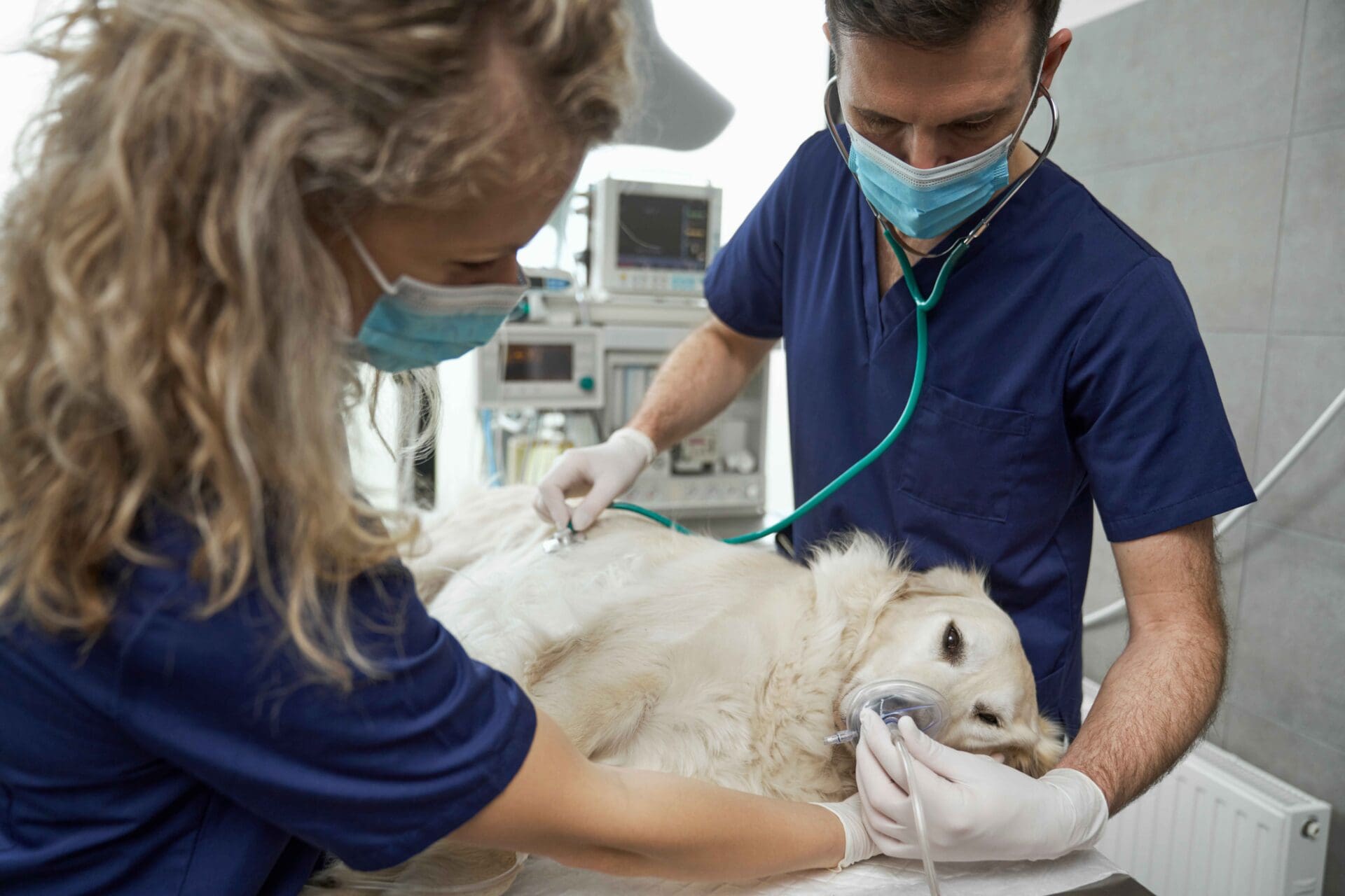 dog on table for spay and neuter surgery