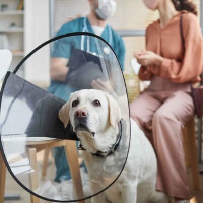 Dog at vet for spay and neuter surgery