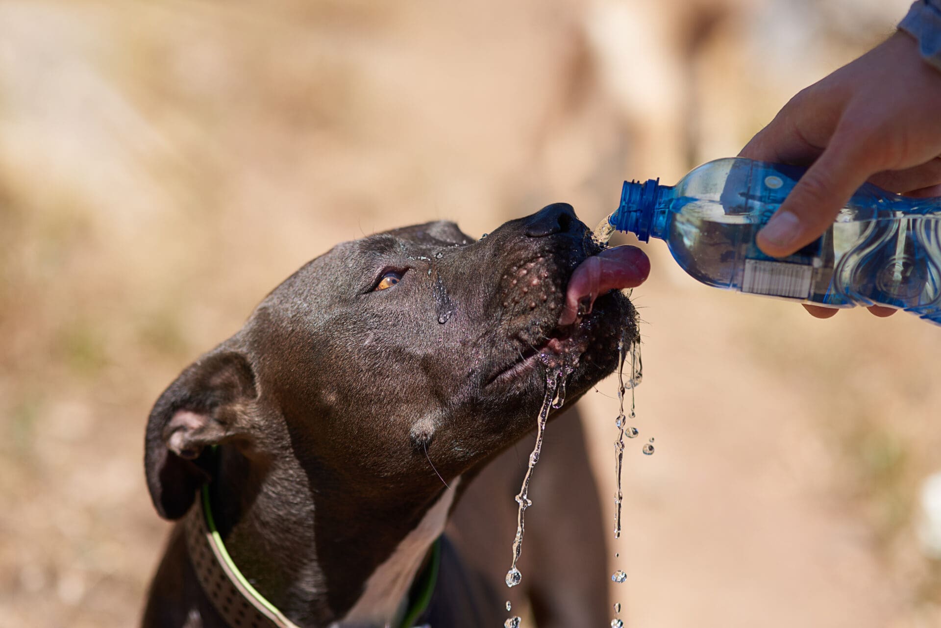 rehydrating dog