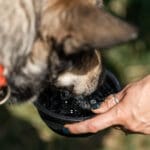 dehydrated dog drinking