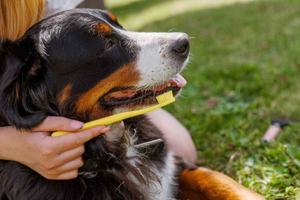 Okanagan Dog owner regular tooth care