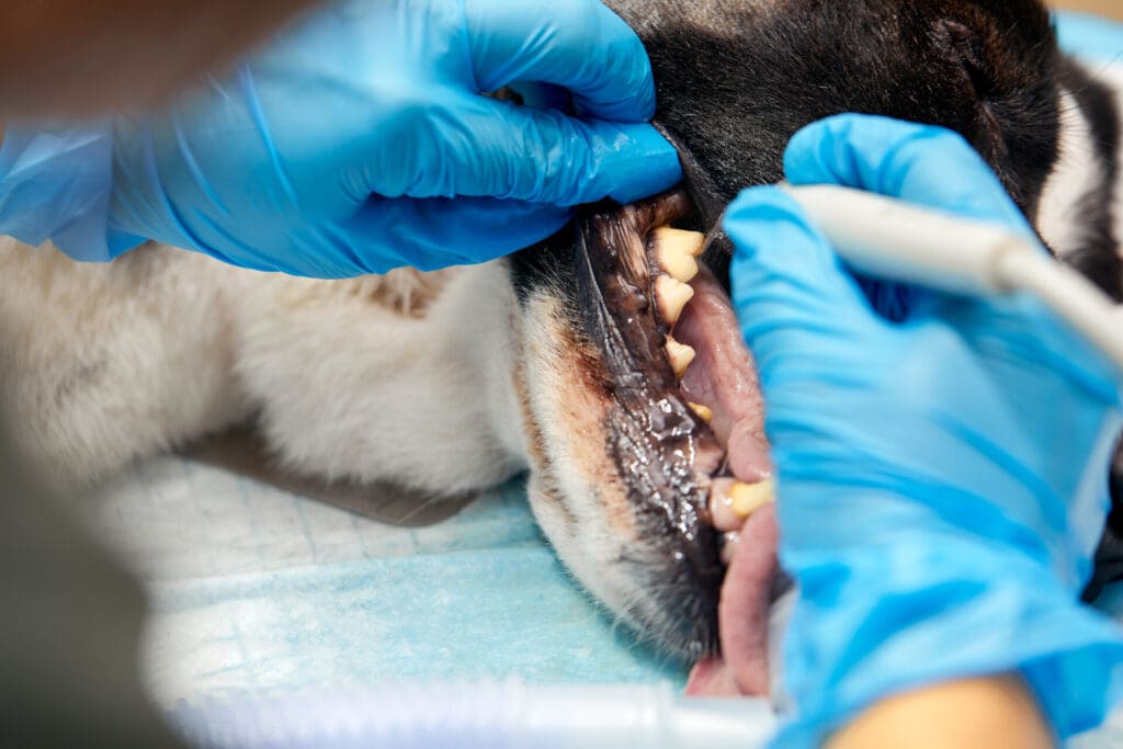 Kelowna Dog Dental