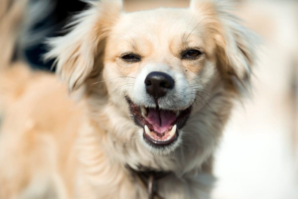 Dog's Tooth Cleaning at Spall and Harvey Animal Hospital 
